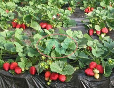 草莓种植爆料怎么办视频,爆款视频深度解析  第1张